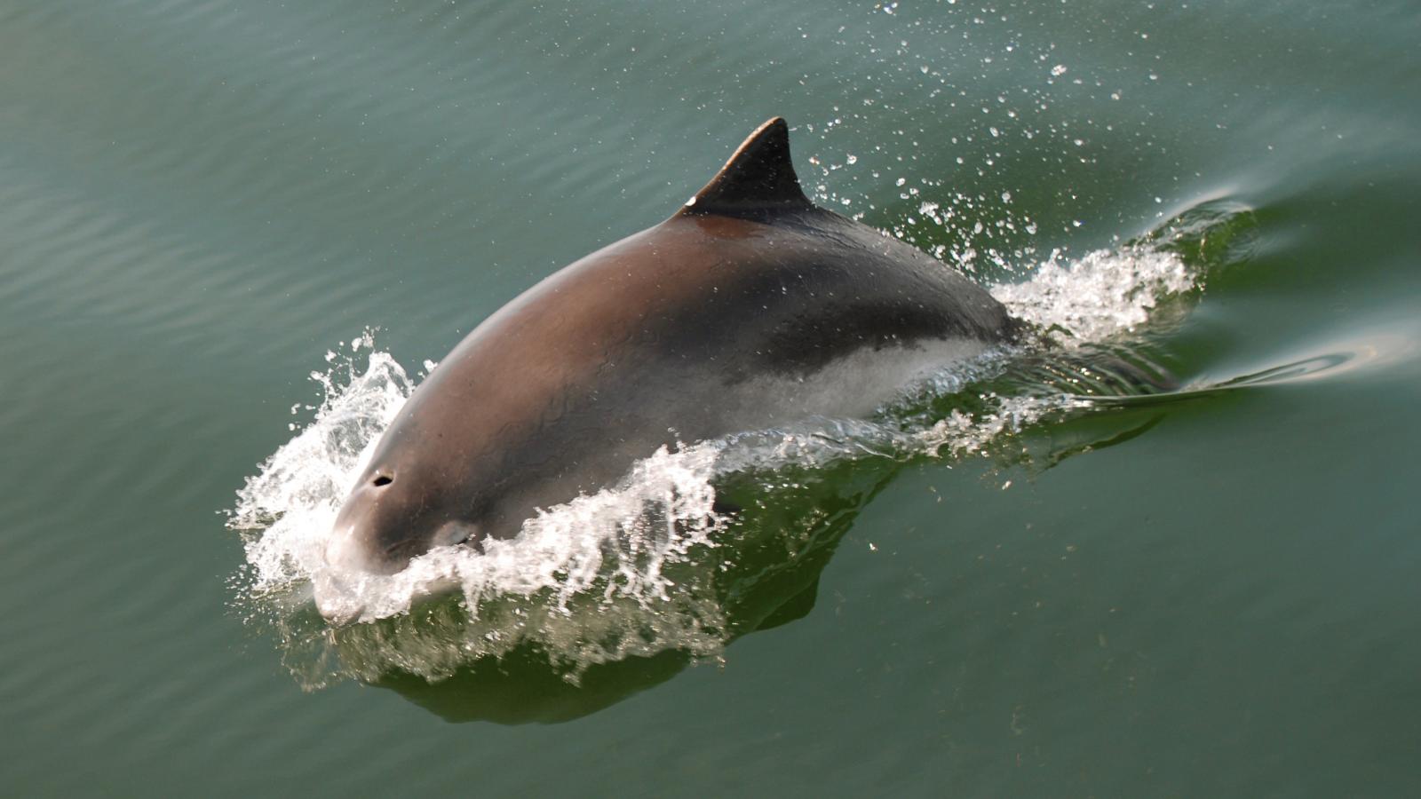 Marsvin i Lillebælt