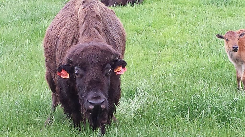 Ditlevsdal Bison Farm