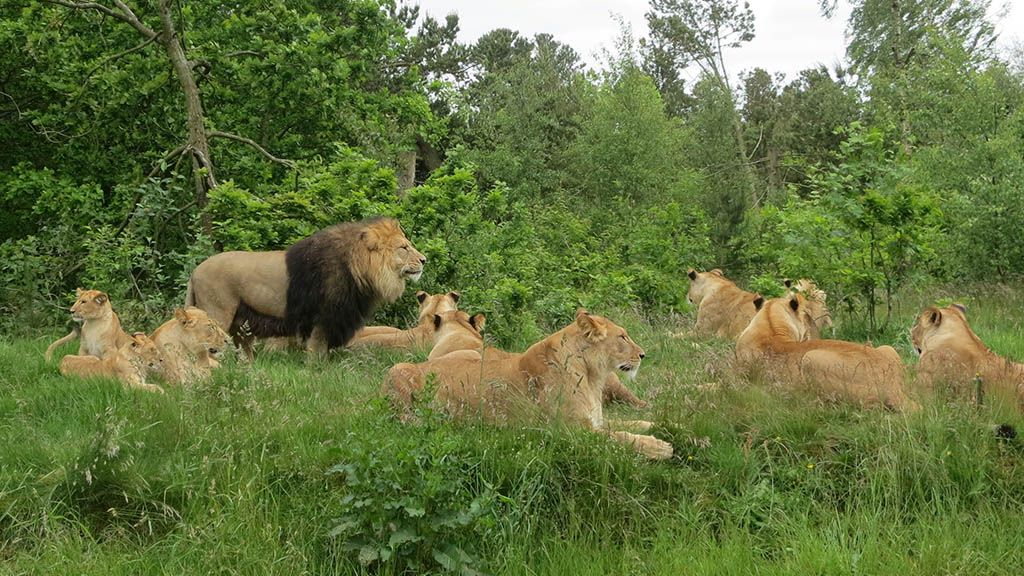 Løverne i Givskud Zoo