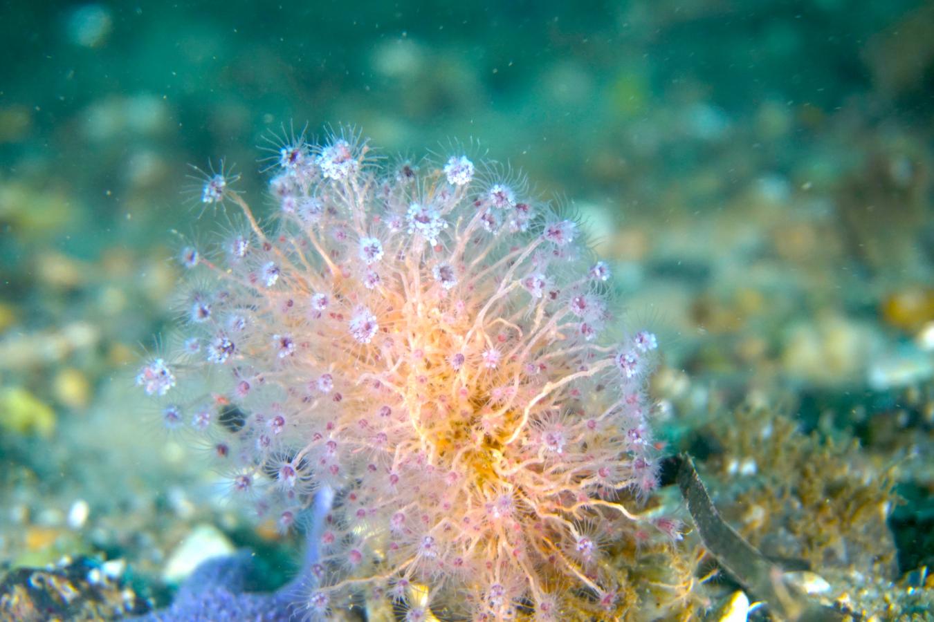 Polyp under vandet i Lillebælt