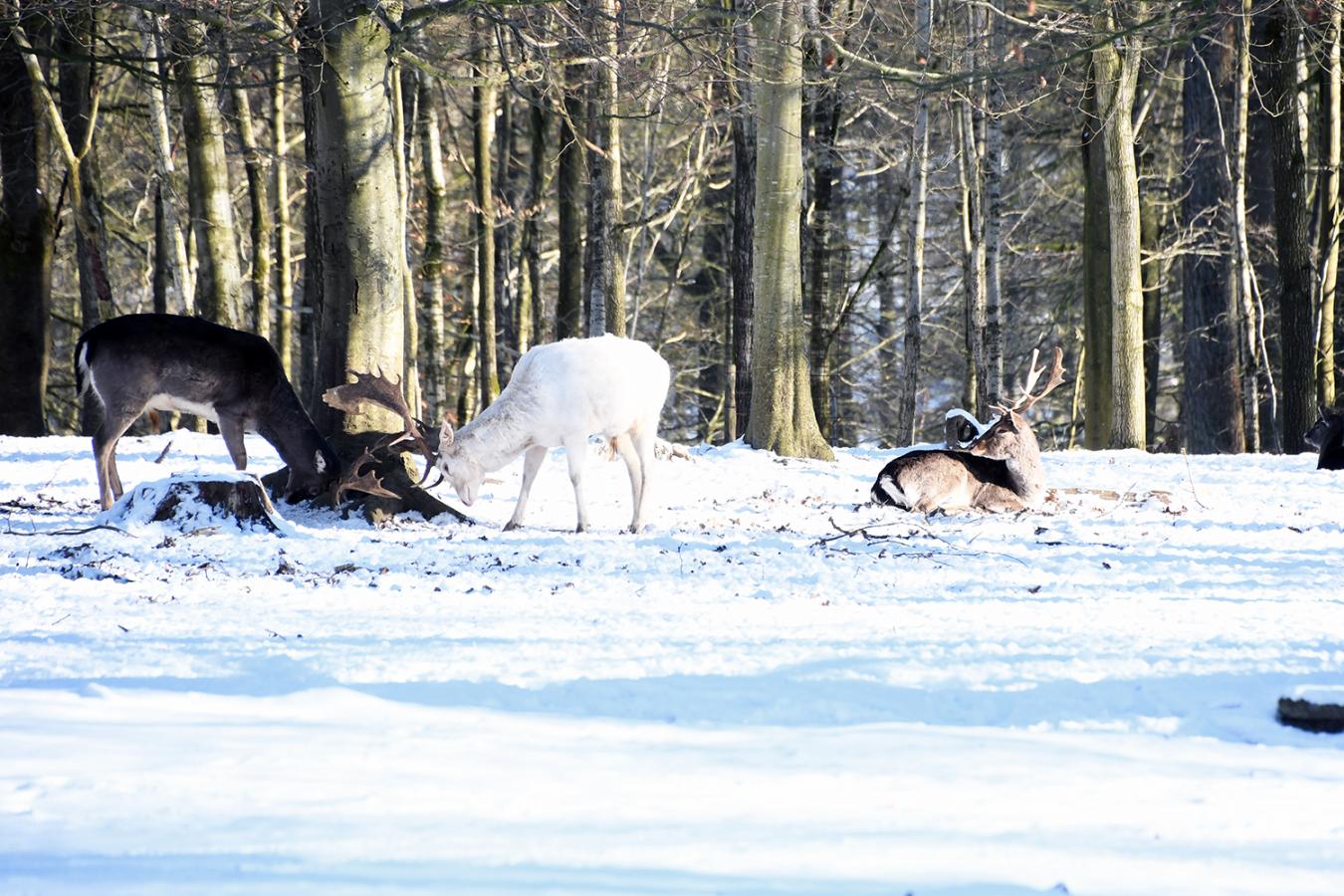 Dådyr i Fuglsang Dyrehave