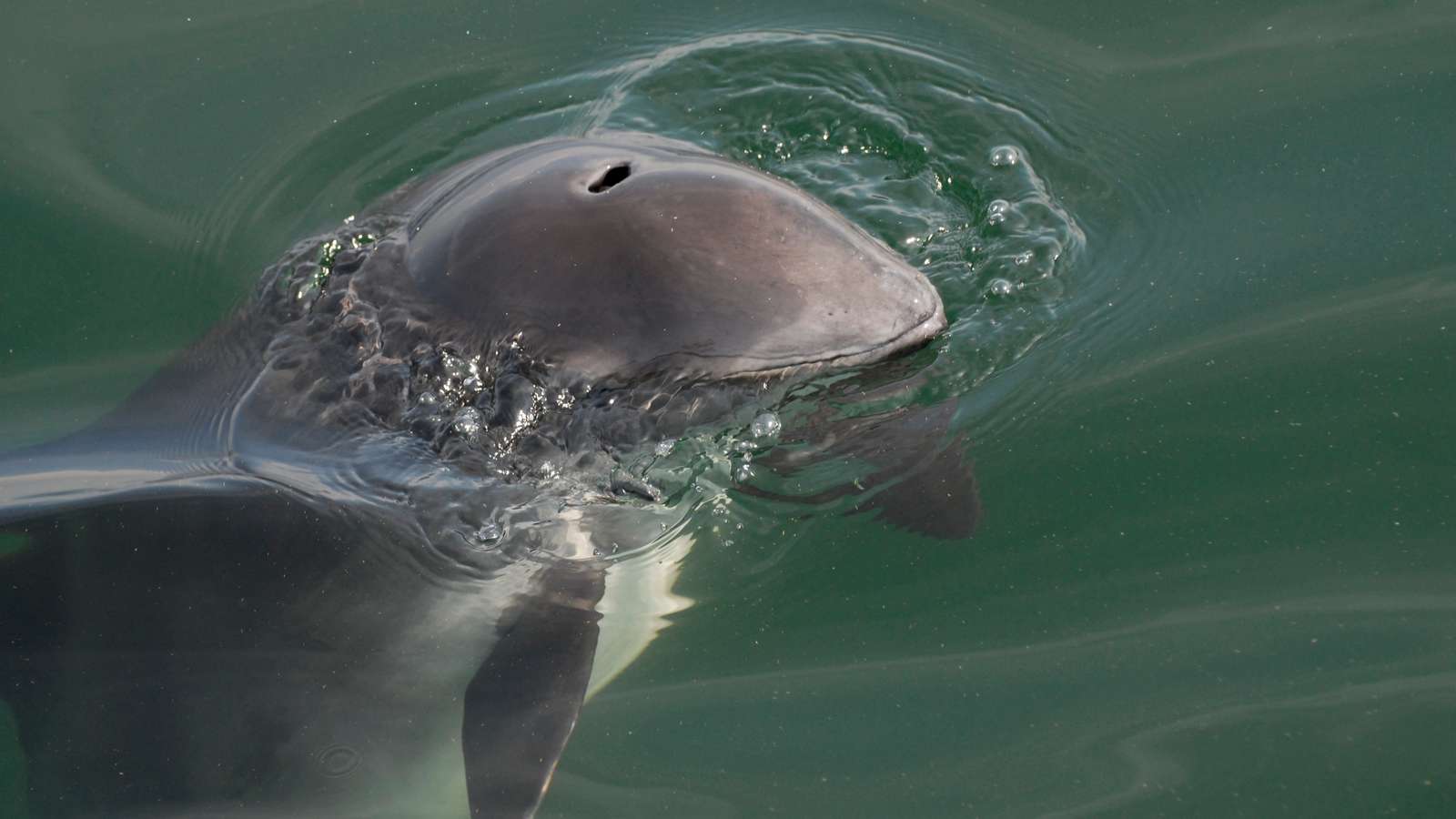Marsvin i Lillebælt