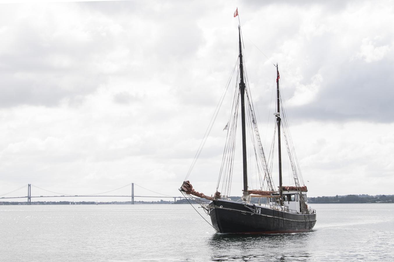 Hvalsafari på Lillebælt