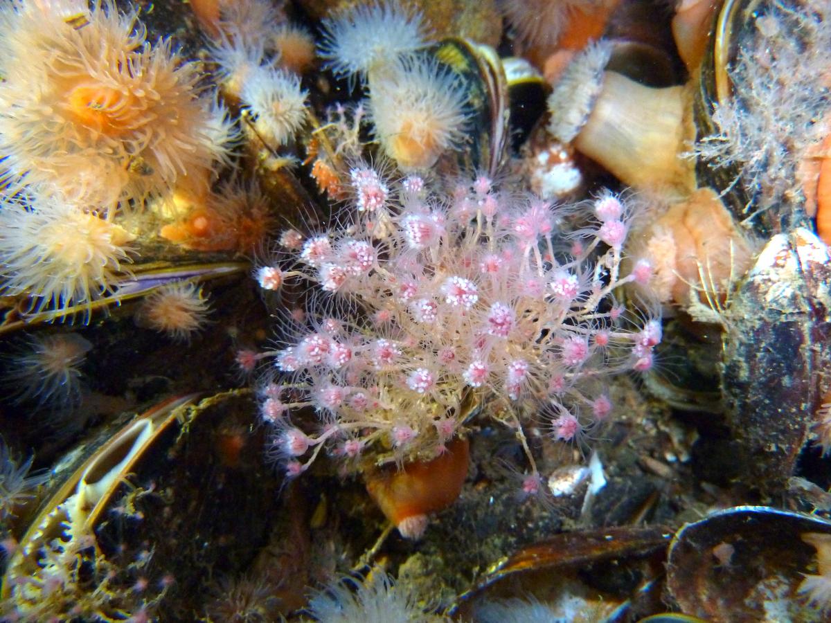 Rødhovedet polyp under vandet