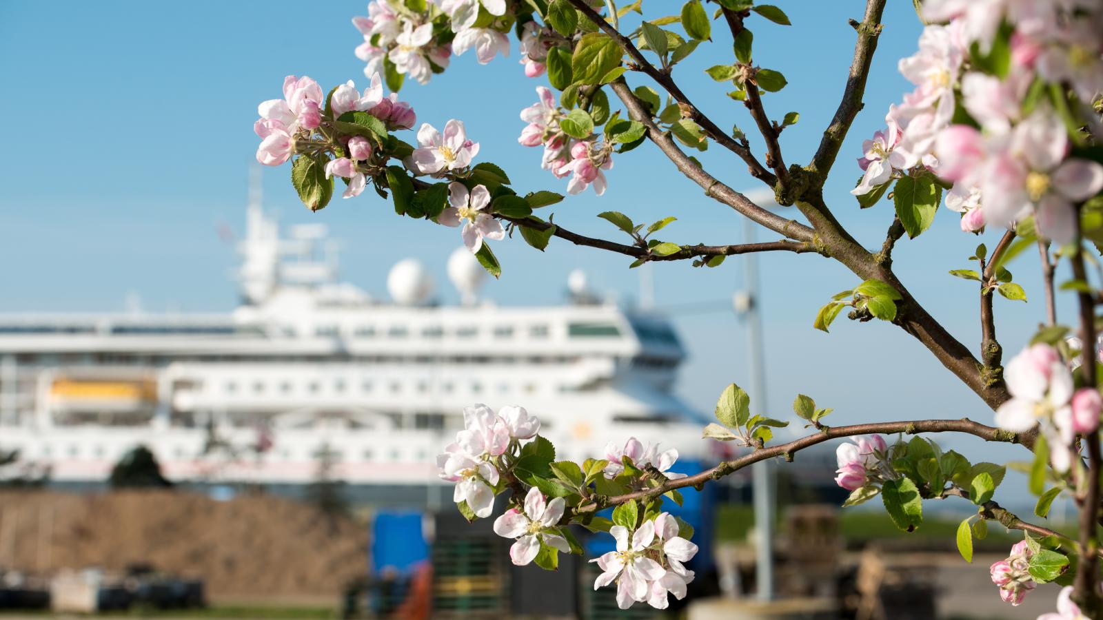 krydstogtskib på Fredericia havn