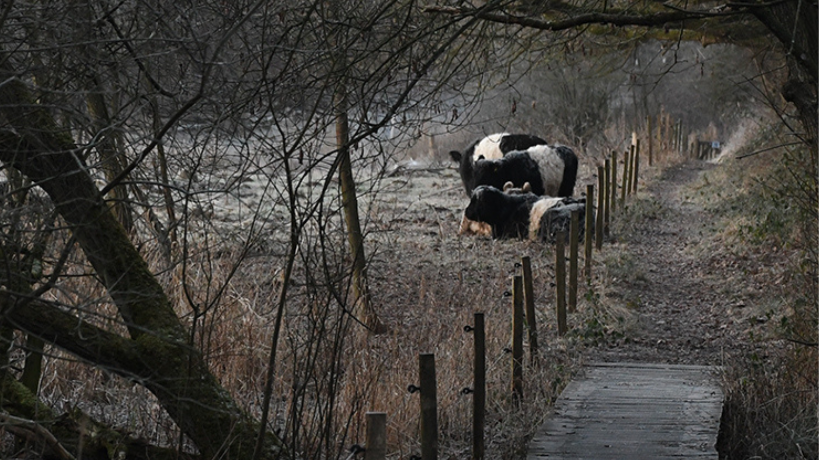 Nyd bl.a. naturen nær Erritsø mose