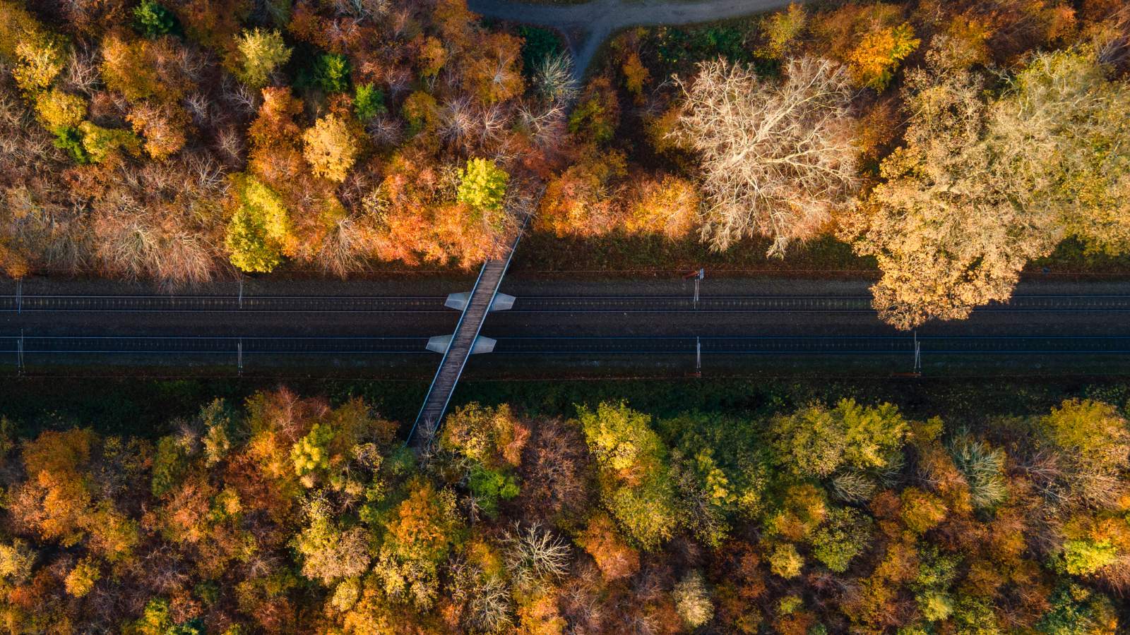 Udforsk smukke Fuglsang Skov