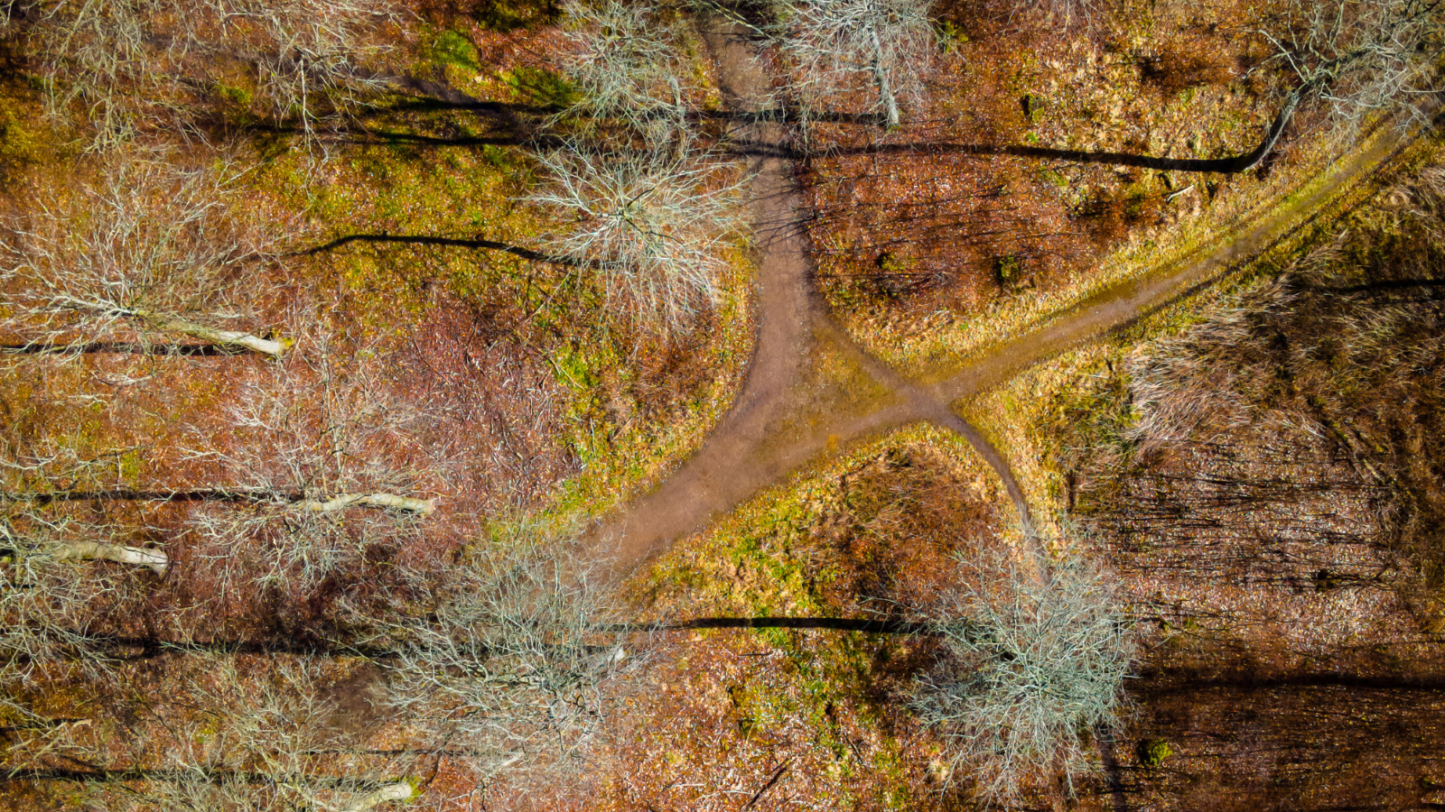 Vandrerute ved Fuglsang Skov