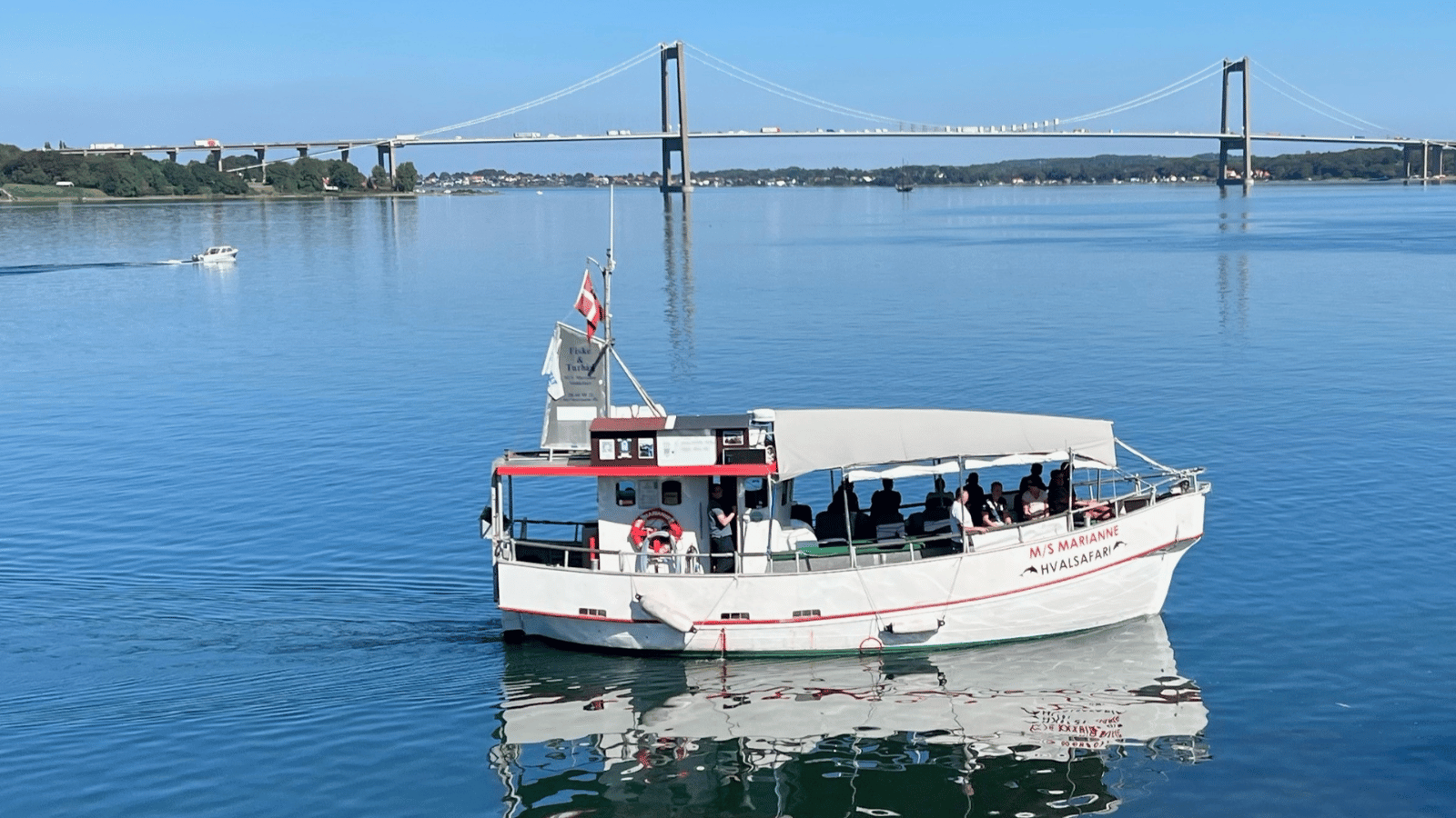 Hvalsafari på Lillebælt