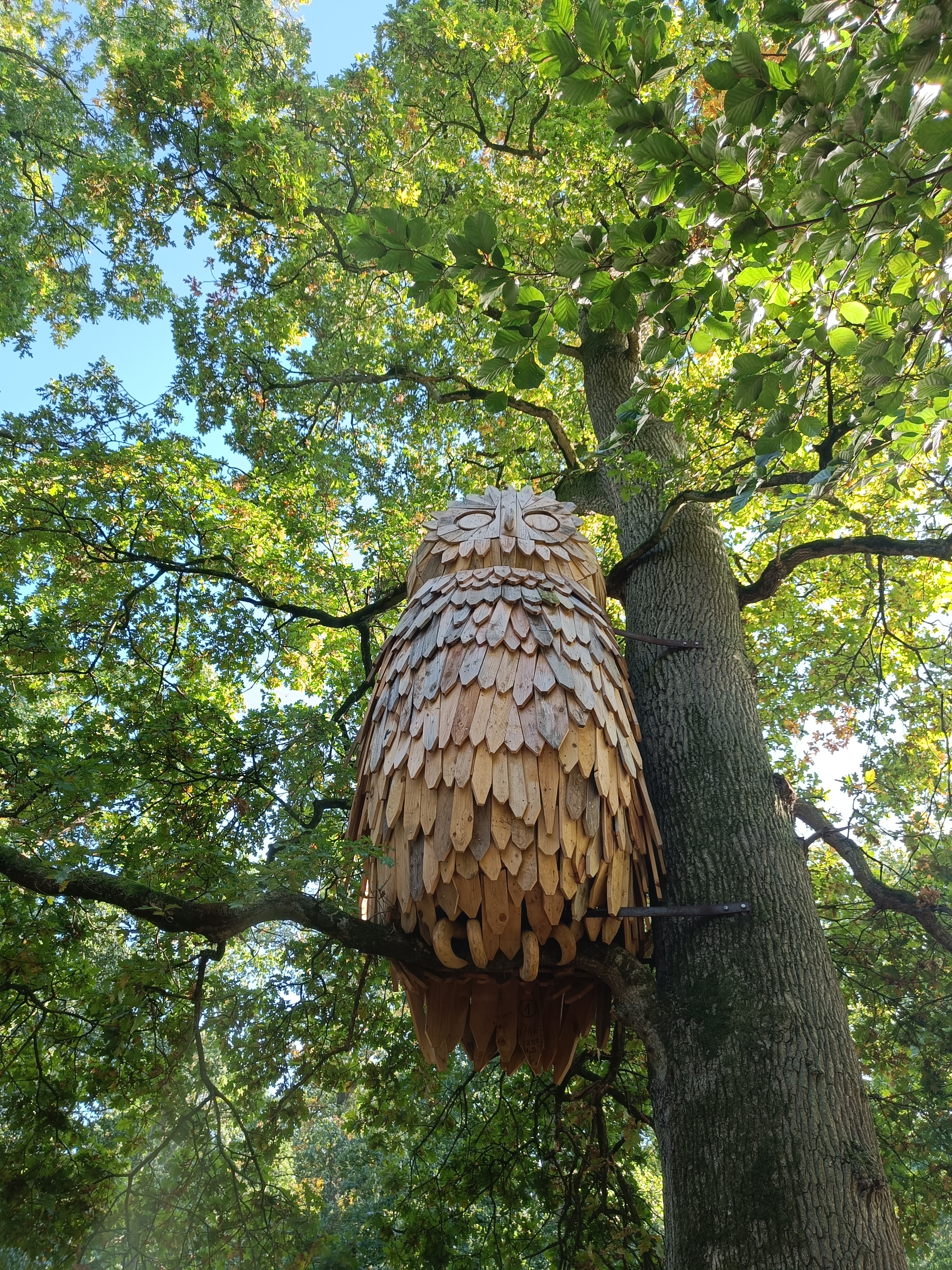 Træuglen i Hannerup Skov