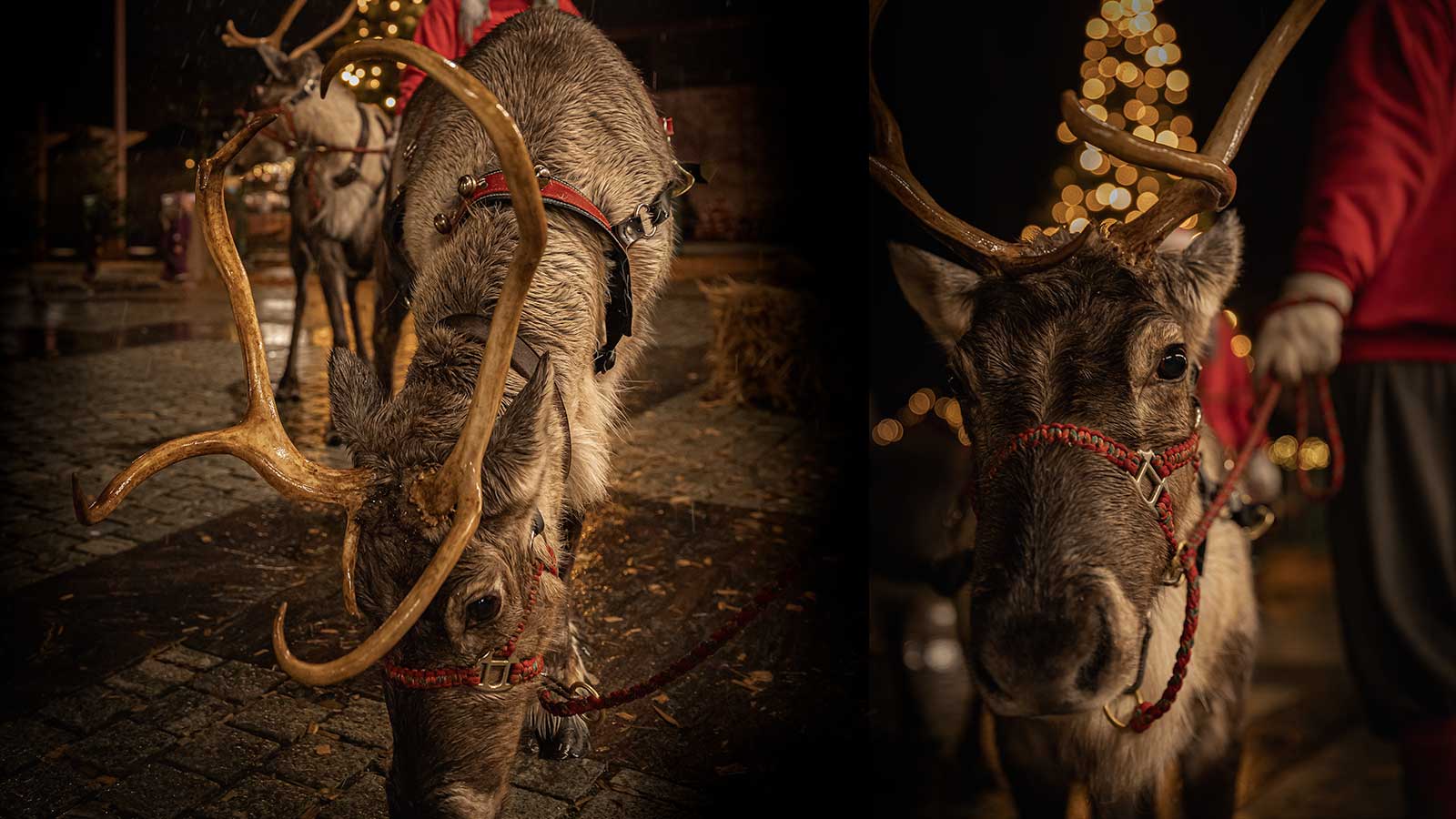 Mød julemandens søde rensdyr i Fredericia