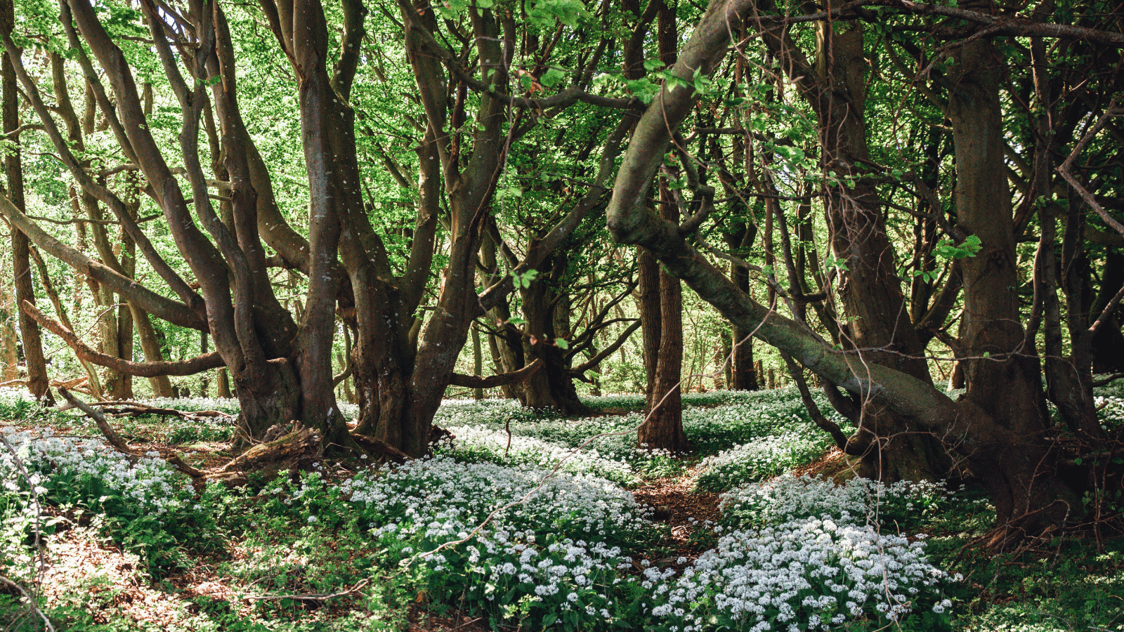 Oplev de smukke skove i Fredericia