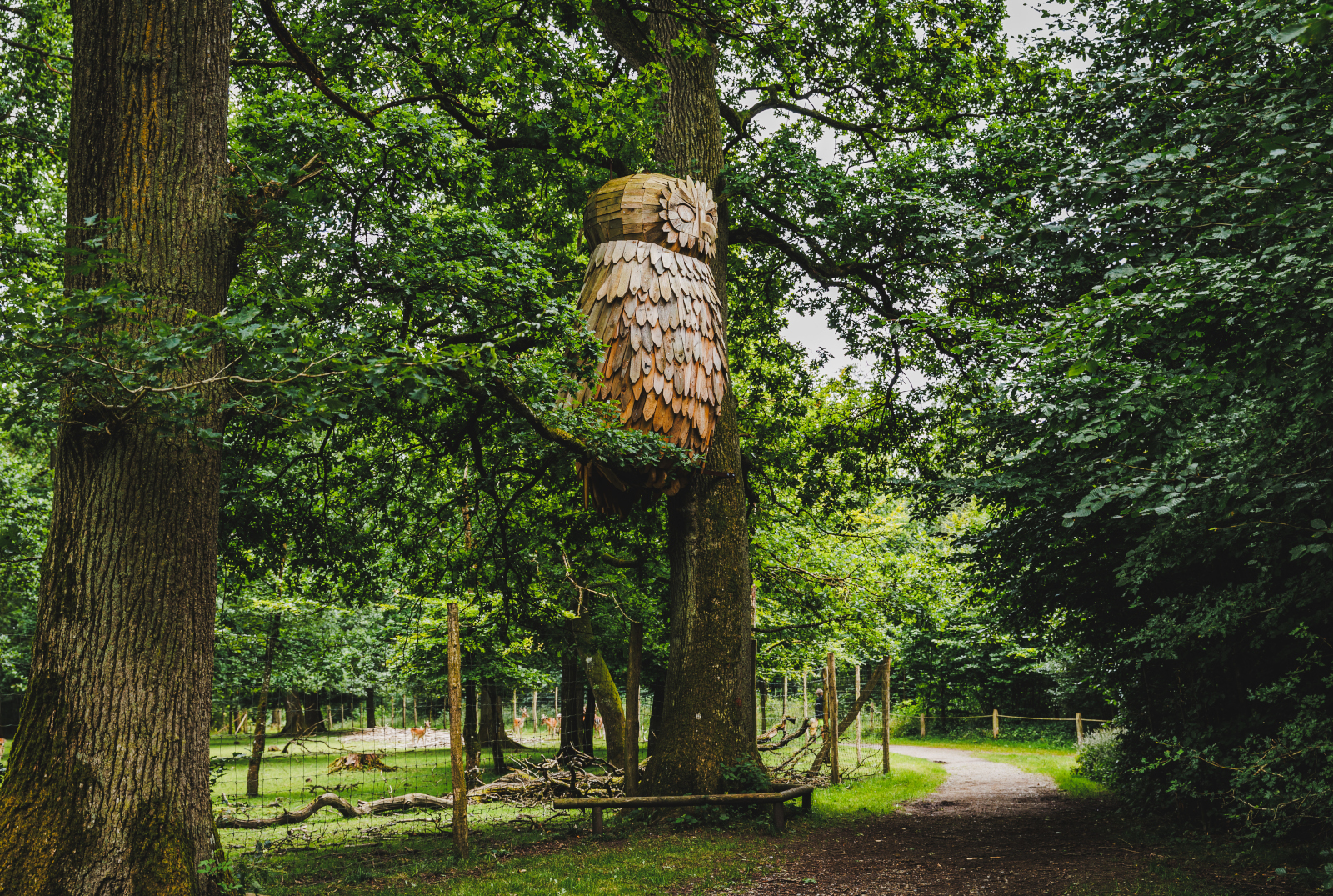 Træuglen i Hannerup Skov