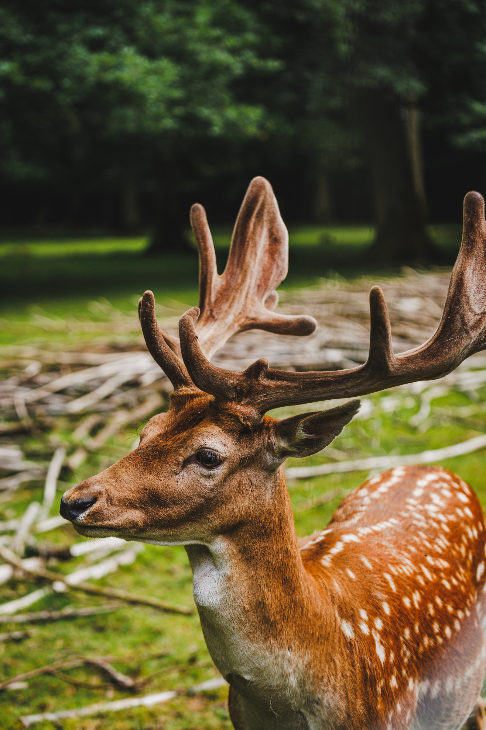 Rådyr i Fuglsang dyrehave
