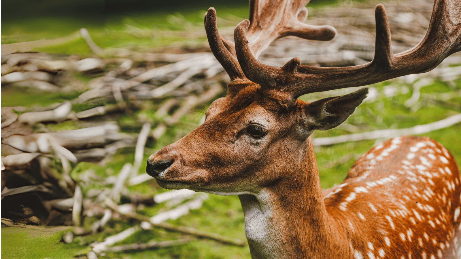 Oplev rådyr i Fredericia