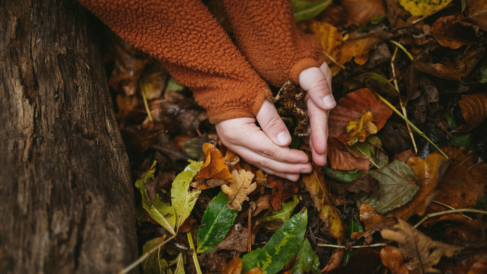 Udforsk dyrelivet ved Trelde Næs om efteråret