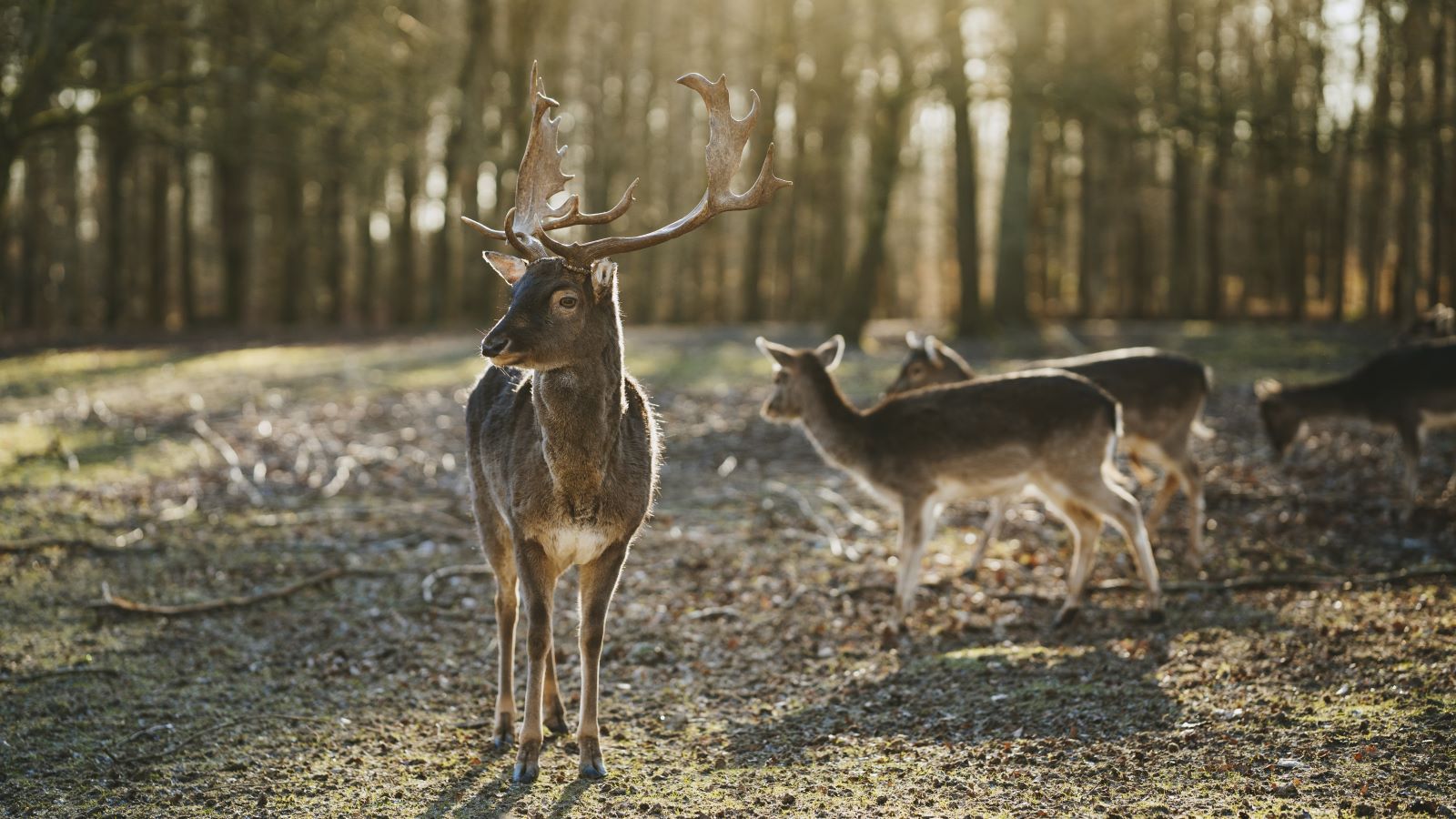 Oplev dådyr i dyrehaven i Fredericia