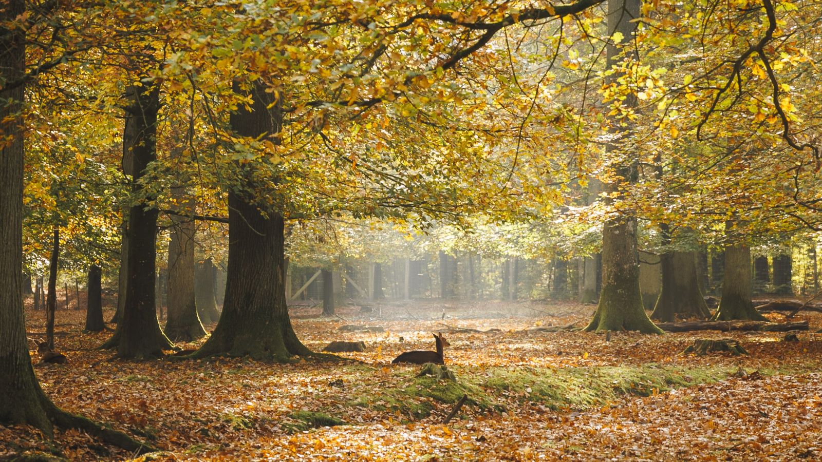 Rådyr i Fuglsang skov