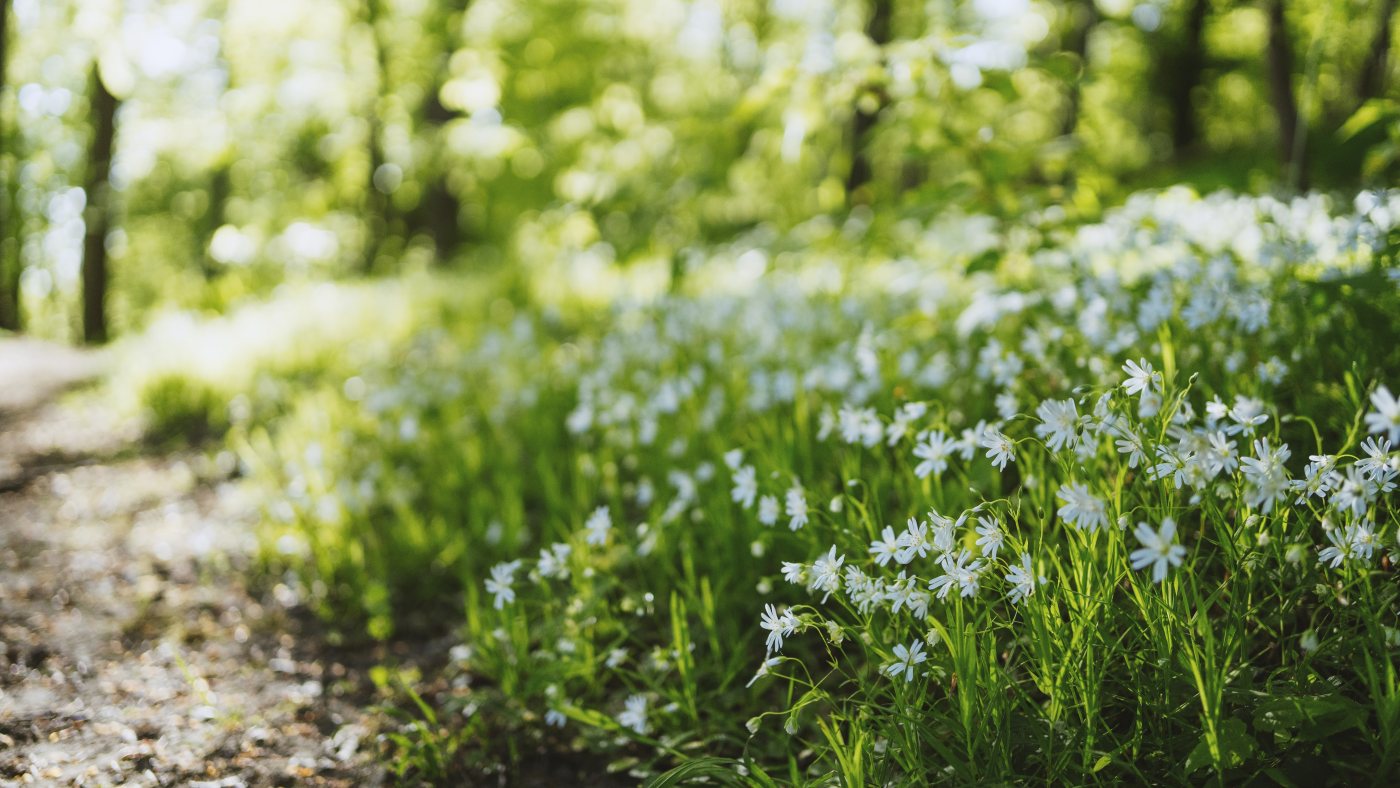 Forårsblomster i skovbunden