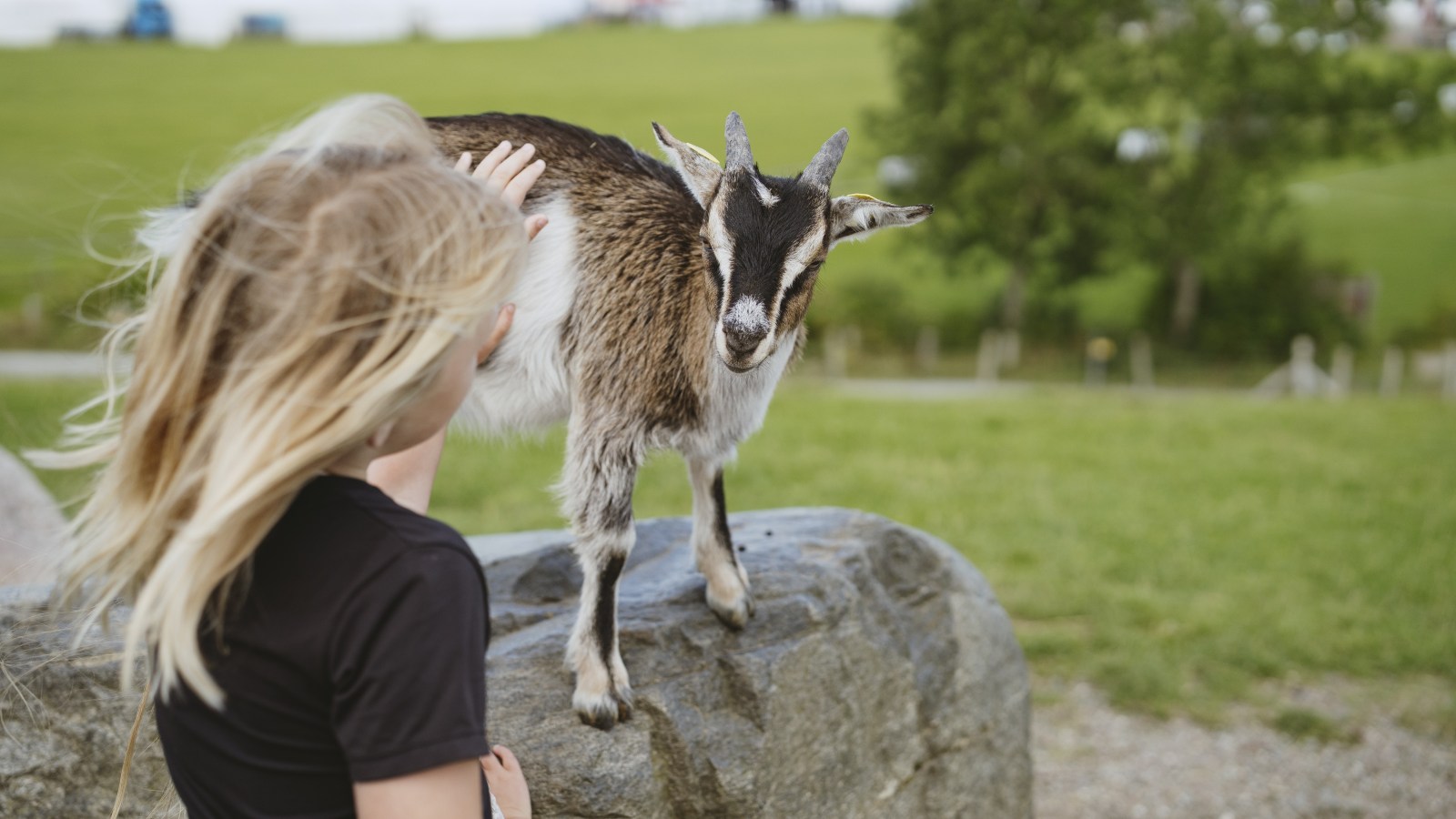 Pige hilser på ged på Madsby Legepark